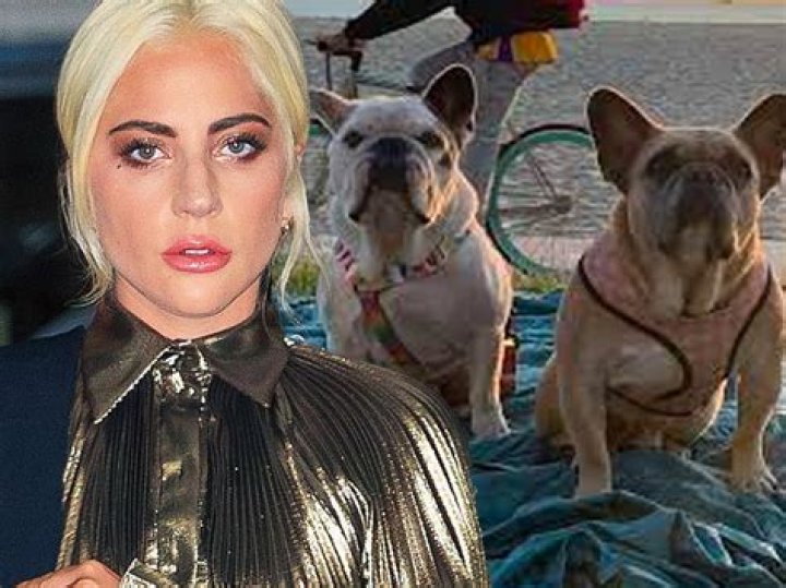 Lady Gaga’s Dog Walker Speaks Out After Leaving Hospital, Explains Why He’s Not Ready To Go Back To Work